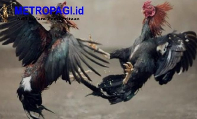 
 Belum Genap 100 Hari Program Kerja Presiden, Judi Sabung Ayam, Dadu, Cap Jiky di Wilayah Hukum Polsek Singosari di Buka Kembali