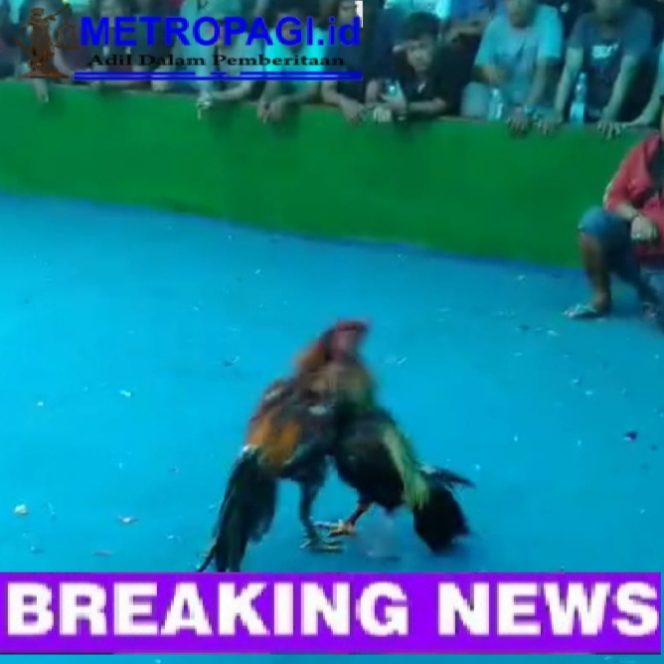 
 Judi Sabung Ayam di Ngantru Tulungagung Seakan Dilegalkan Bebas Tak Tersentuh Hukum