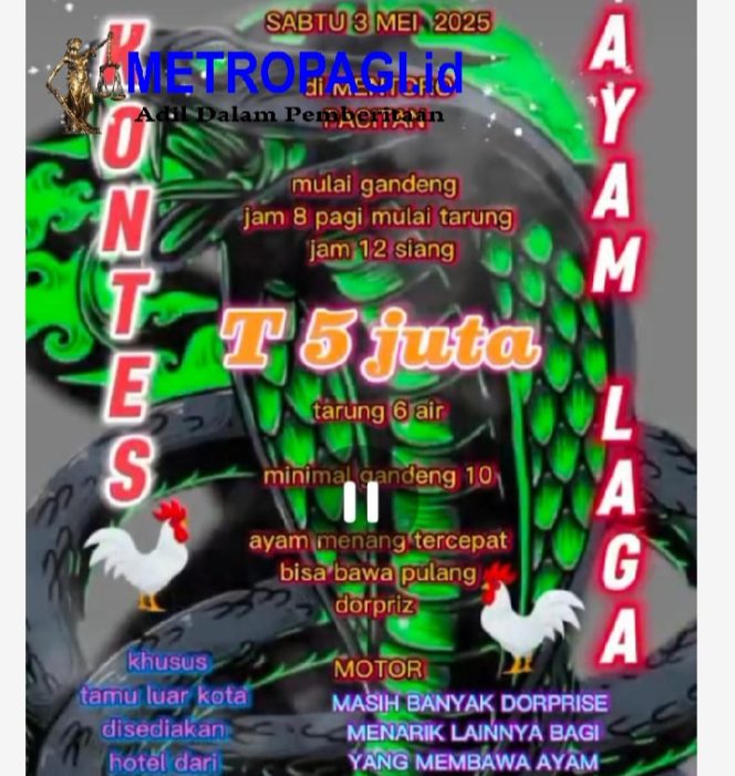 
 Perjudian Sabung Ayam di Kabupaten Pacitan Bebas Tak Tersentuh Hukum, Masyarakat Minta Polda Turun Tangan