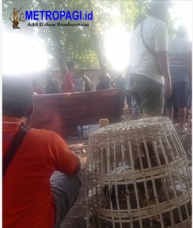 
 Judi Sabung Ayam di Desa Gunungsari Tumbuh Subur Tak Tersentuh Hukum