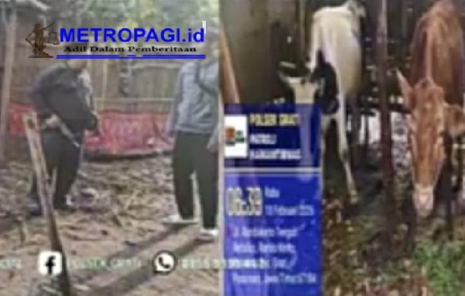 
 Unit Reskrim Polsek Grati Berhasil Gagalkan Pencurian Dua Ekor Sapi Milik Warga Desa Rebalas Grati