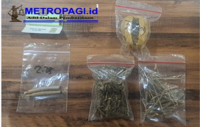 
 Polrestabes Surabaya Ungkap Narkoba Amankan Tersangka Pengedar Ganja