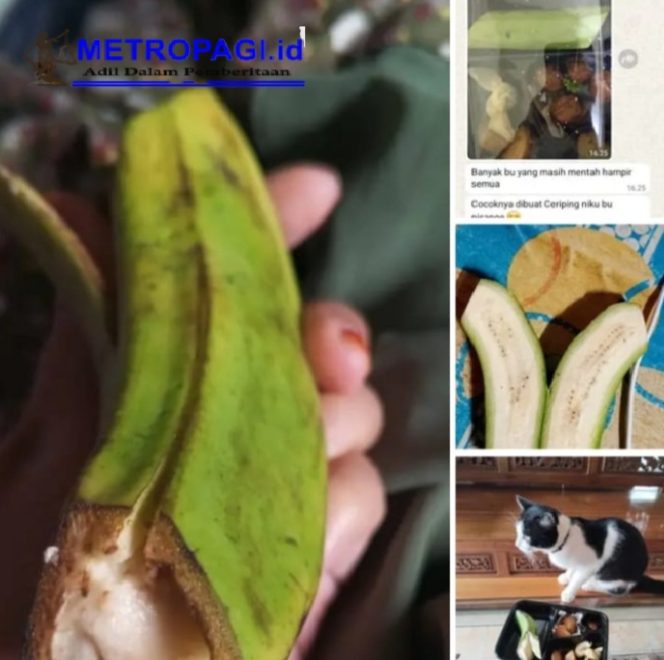 
 Viral! Siswa SD di Malang Terima Pisang Mentah dari Program MBG