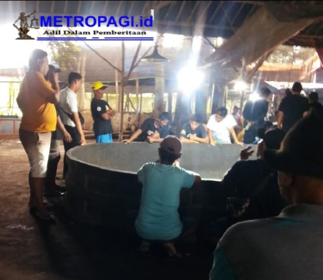 
 Aparat Tutup Mata? Perjudian Sabung Ayam dan Dadu Marak Saat Ramadhan di Tulungagung