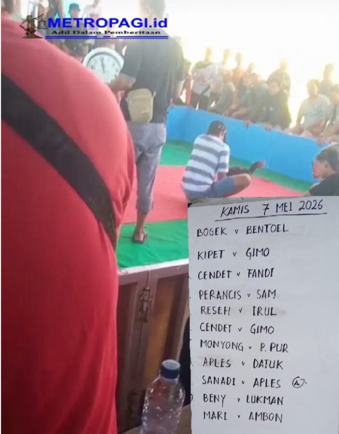 
 Belum Genap Sebulan Digrebek Tim Gabungan, Judi Sabung Ayam di Desa Pepe Kwangsan Kembali Menggeliat
