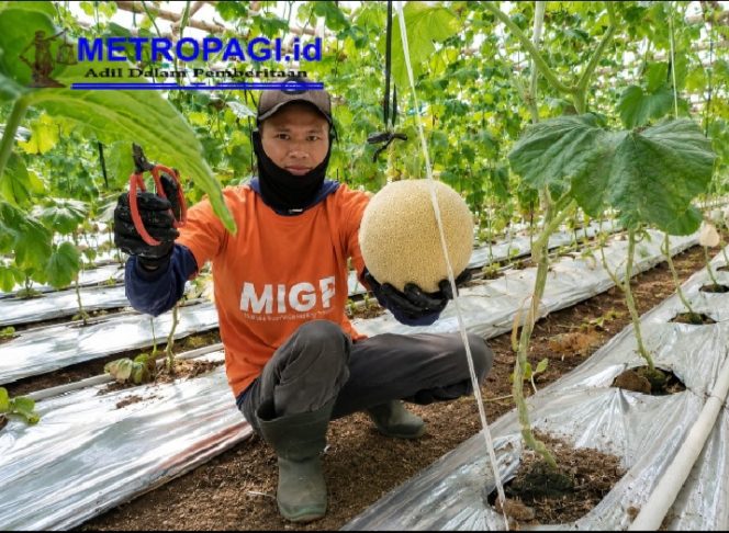 
 Dari Buruh Tani Menuju Petani Mandiri, Pendampingan YBM BRILiaN SBO Malang Berbuah Panen Melon