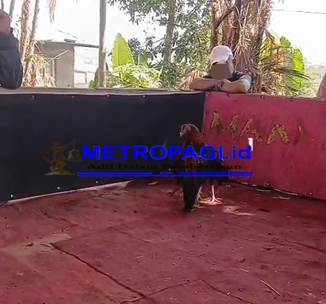 
 Tempat Judi Sabung Ayam di Wilayah Hukum Polsek Karangploso, Polres Malang, Tak Terendus APH