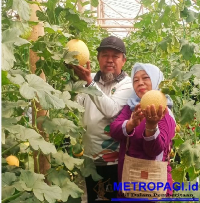 
 Semarak Panen Raya Melon Hidroponik, Desa Pucang Anom Hadirkan Wisata Petik