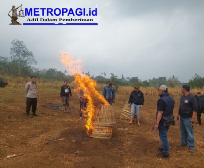 
 Praktik Judi Sabung Ayam Malang di Desa Donowarih, Karangploso Digerebeg Polisi